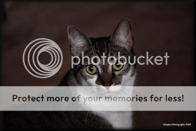 IMAGE: http://i327.photobucket.com/albums/k442/Cutee83/AngelEdit1.jpg