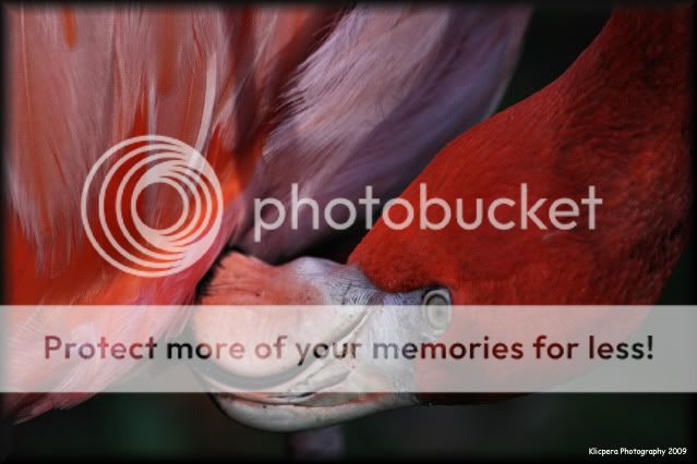 IMAGE: http://i327.photobucket.com/albums/k442/Cutee83/Bronx%20Zoo%2011-18-09/FlamingoEdit3.jpg