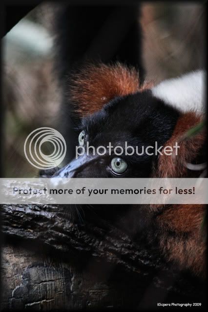 IMAGE: http://i327.photobucket.com/albums/k442/Cutee83/Bronx%20Zoo%2011-18-09/LemurEdit3.jpg