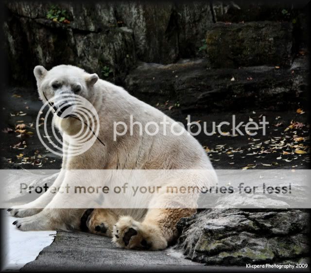 IMAGE: http://i327.photobucket.com/albums/k442/Cutee83/Bronx%20Zoo%2011-18-09/PolarBearEdit4.jpg