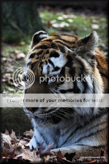 IMAGE: http://i327.photobucket.com/albums/k442/Cutee83/Bronx%20Zoo%2011-18-09/TigerEdit1.jpg