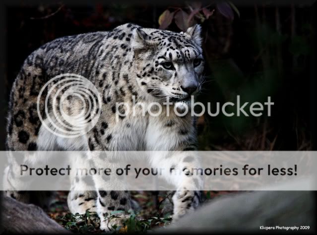 IMAGE: http://i327.photobucket.com/albums/k442/Cutee83/Bronx%20Zoo%2011-18-09/TigerEdit3.jpg