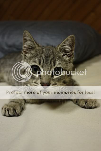 IMAGE: http://i327.photobucket.com/albums/k442/Cutee83/Hemi10.jpg