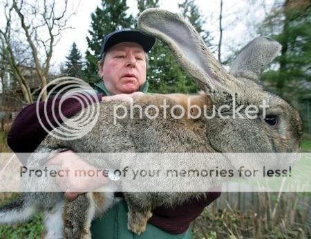 bigrabbit.jpg