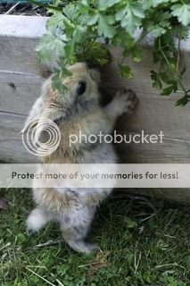  photo image.jpg1_zpsrxf1nopb.jpg