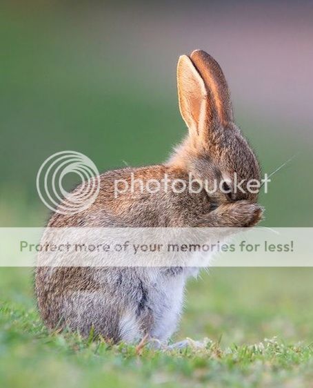  photo image.jpg1_zpsyxjfagxl.jpg