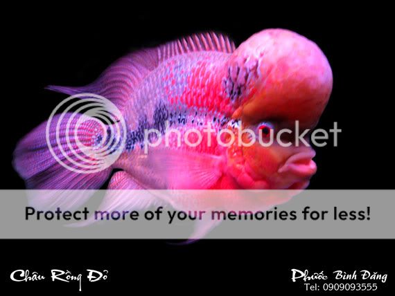 Những chú cá mang thương hiệu Việt!!!