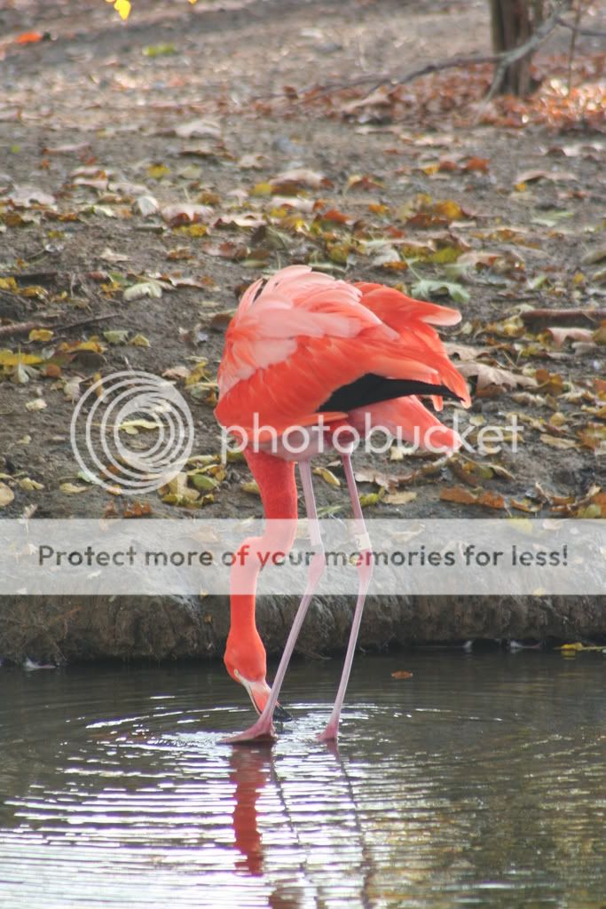 IMAGE: http://i327.photobucket.com/albums/k463/tatortech/IMG_1135.jpg