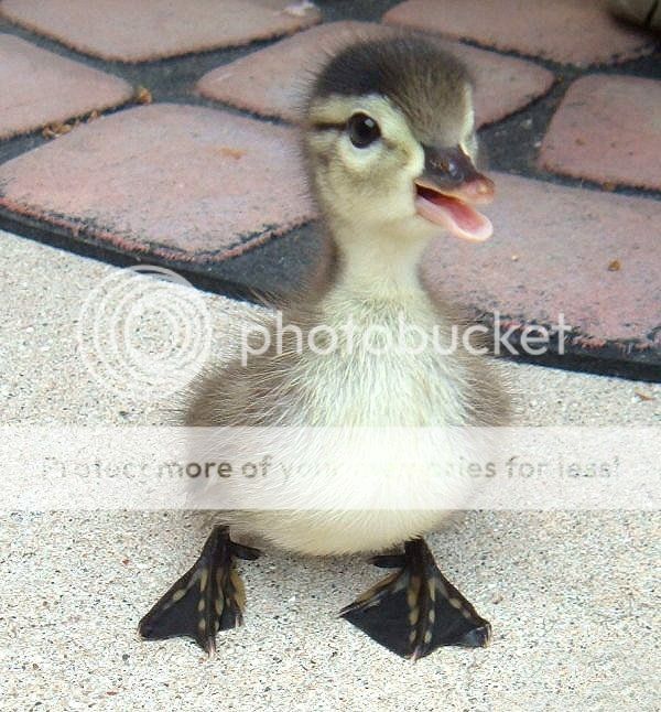 Cute_94205d_5555598_zpsggndlsux.jpg