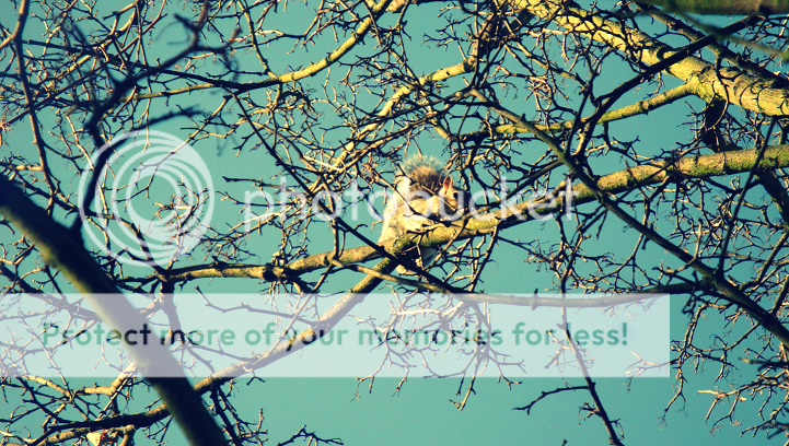 photo eekhoorntjeagain_zps697bd68f.png
