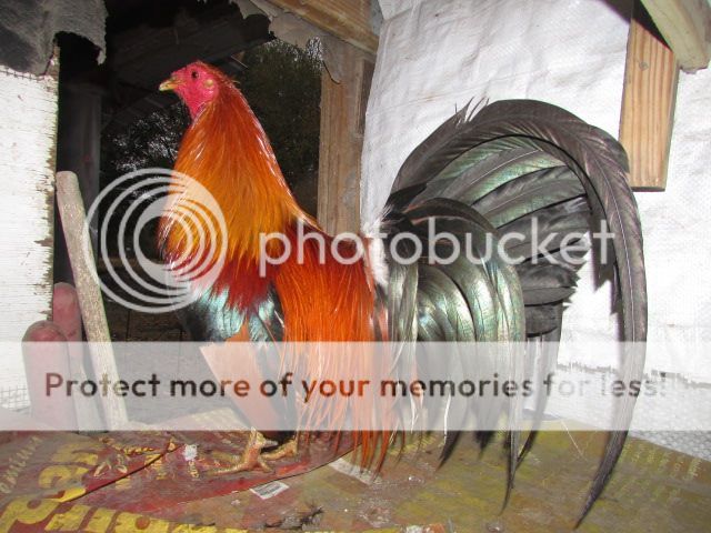 Gà nòi và gà đẹt (tre) Mỹ nhập: Mỹ, Asil, Jap, Peru (bổn cựa tròn, nhận gà ở sân bay) - 19