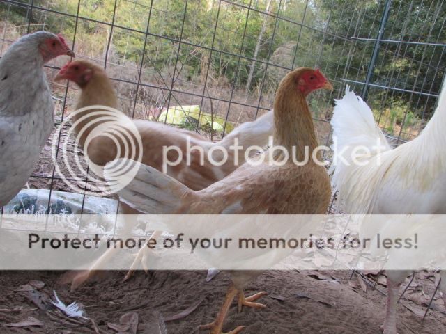 Gà nòi và gà đẹt (tre) Mỹ nhập: Mỹ, Asil, Jap, Peru (bổn cựa tròn, nhận gà ở sân bay) - 7