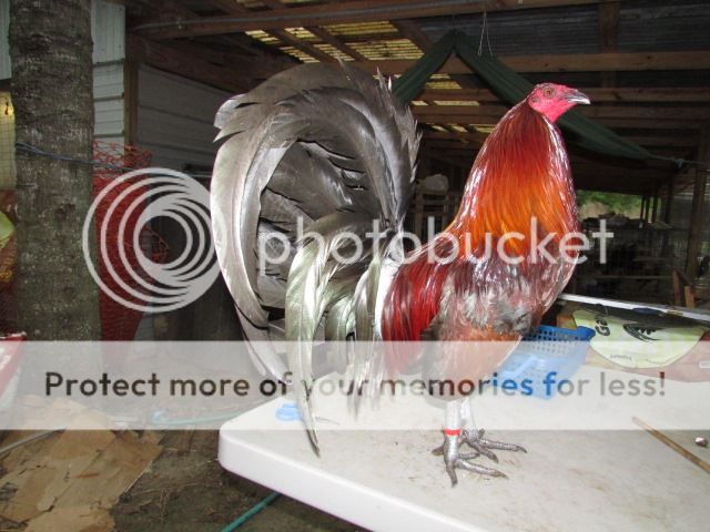 Gà nòi và gà đẹt (tre) Mỹ nhập: Mỹ, Asil, Jap, Peru (bổn cựa tròn, nhận gà ở sân bay) - 5