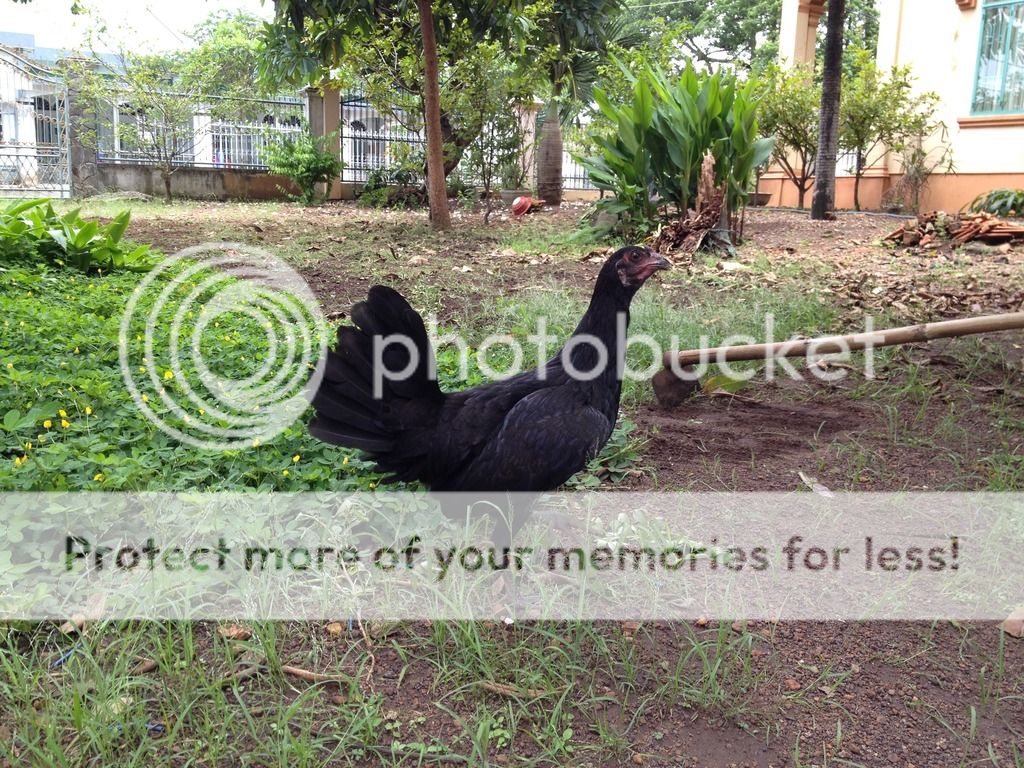 Trại gà Mỹ Hưng Long (Trảng Bom): gà con lai Mỹ - Peru - Asil (bổn cựa tròn) - 22