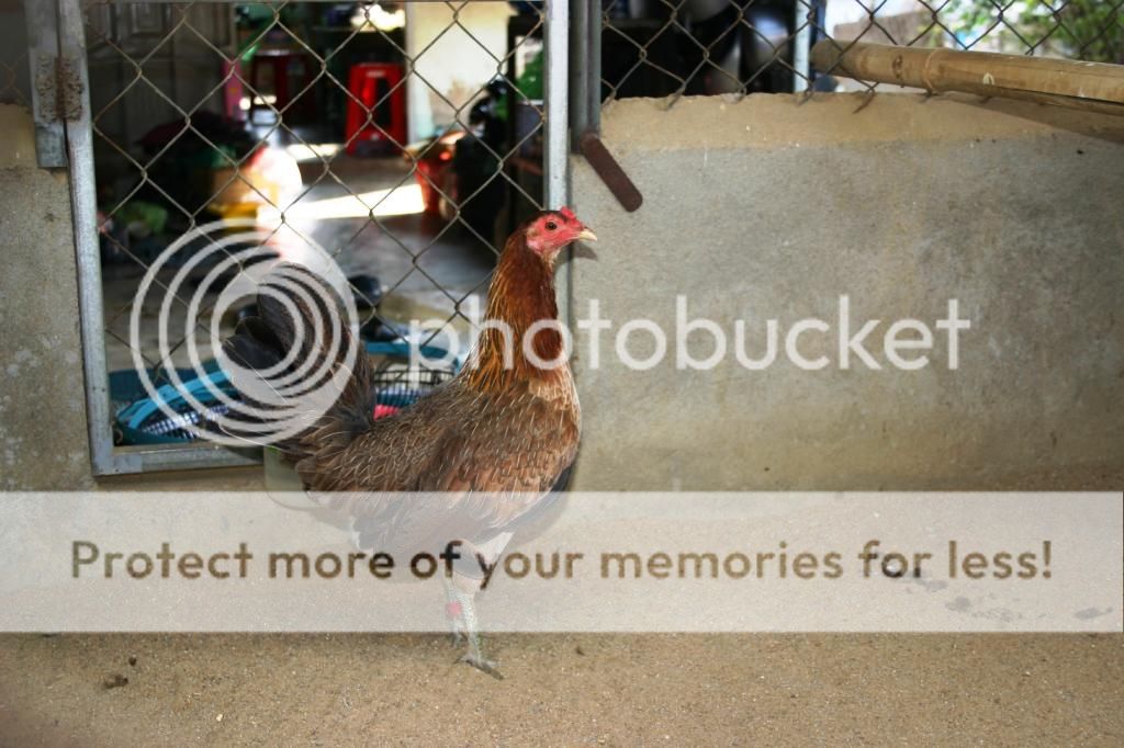 Trảng Bom: Trại gà Mỹ Hưng Long cung cấp con giống Mỹ, Asil, Peru, Tre Mỹ - Asil - 3