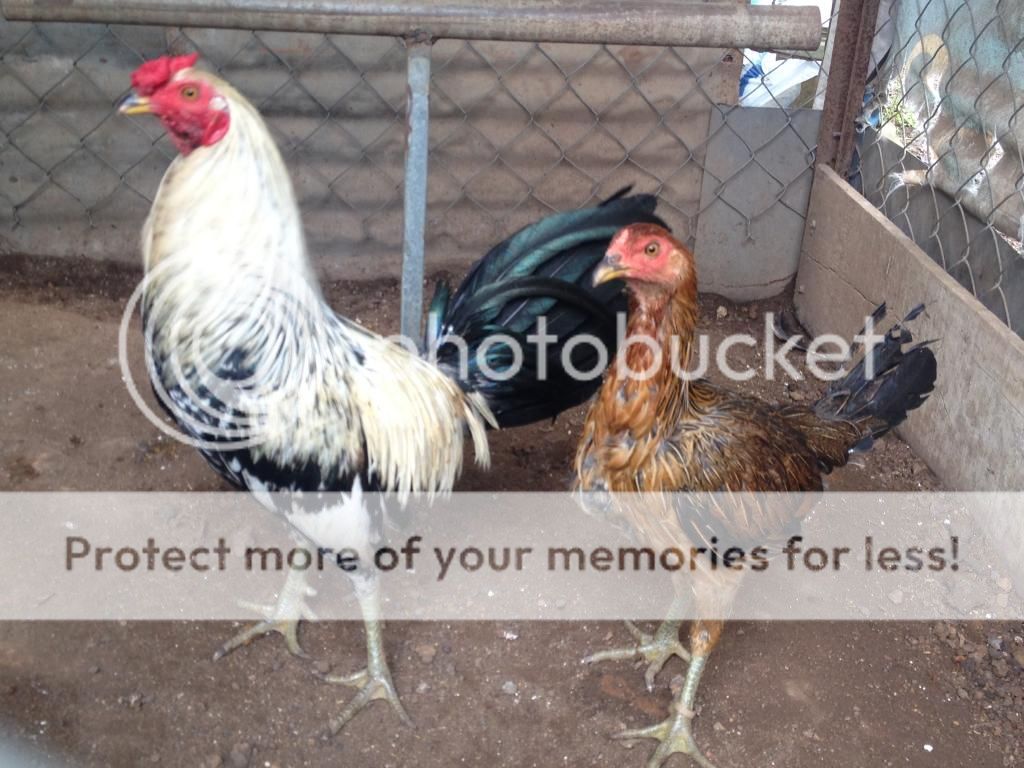 Trại gà Mỹ Hưng Long (Trảng Bom): gà con lai Mỹ - Peru - Asil (bổn cựa tròn)