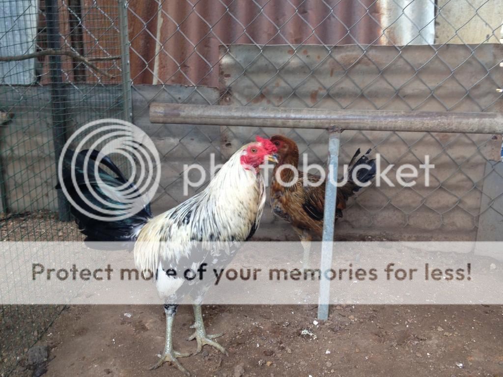 Trại gà Mỹ Hưng Long (Trảng Bom): gà con lai Mỹ - Peru - Asil (bổn cựa tròn) - 1