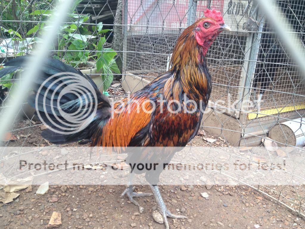 Trại gà Mỹ Hưng Long (Trảng Bom): gà con lai Mỹ - Peru - Asil (bổn cựa tròn) - 3