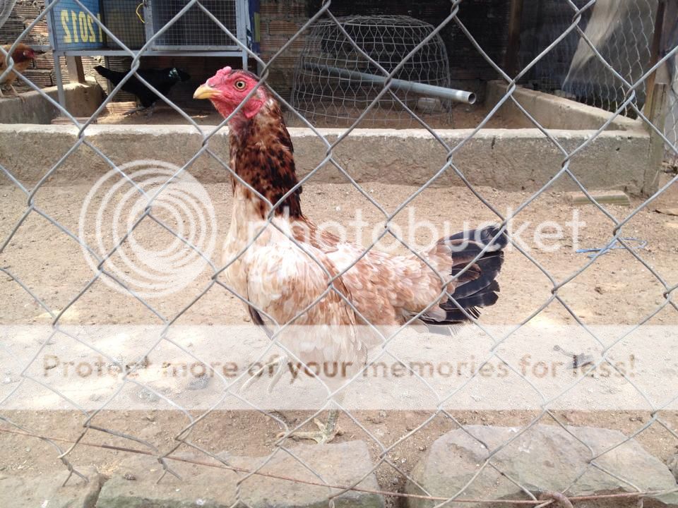 Trảng Bom: Trại gà Mỹ Hưng Long cung cấp con giống Mỹ, Asil, Peru, Tre Mỹ - Asil - 4