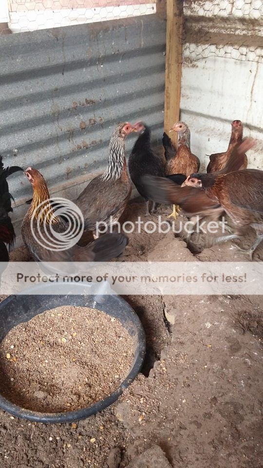 Gà nòi và gà đẹt (tre) Mỹ nhập: Mỹ, Asil, Jap, Peru (bổn cựa tròn, nhận gà ở sân bay) - 21