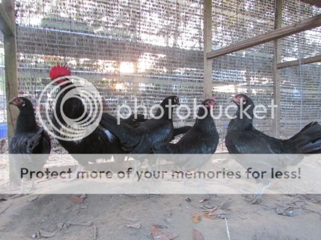 Gà nòi và gà đẹt (tre) Mỹ nhập: Mỹ, Asil, Jap, Peru (bổn cựa tròn, nhận gà ở sân bay) - 20