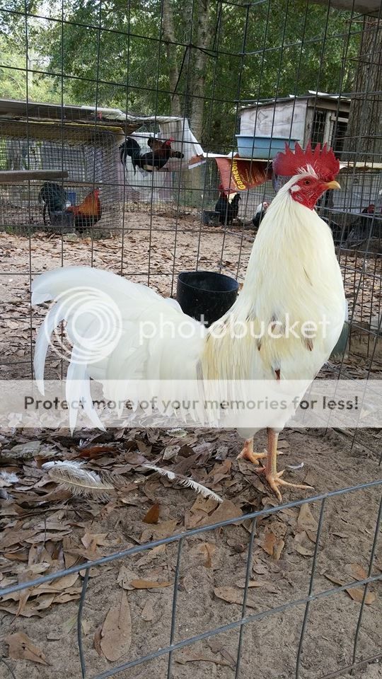 Gà nòi và gà đẹt (tre) Mỹ nhập: Mỹ, Asil, Jap, Peru (bổn cựa tròn, nhận gà ở sân bay) - 6